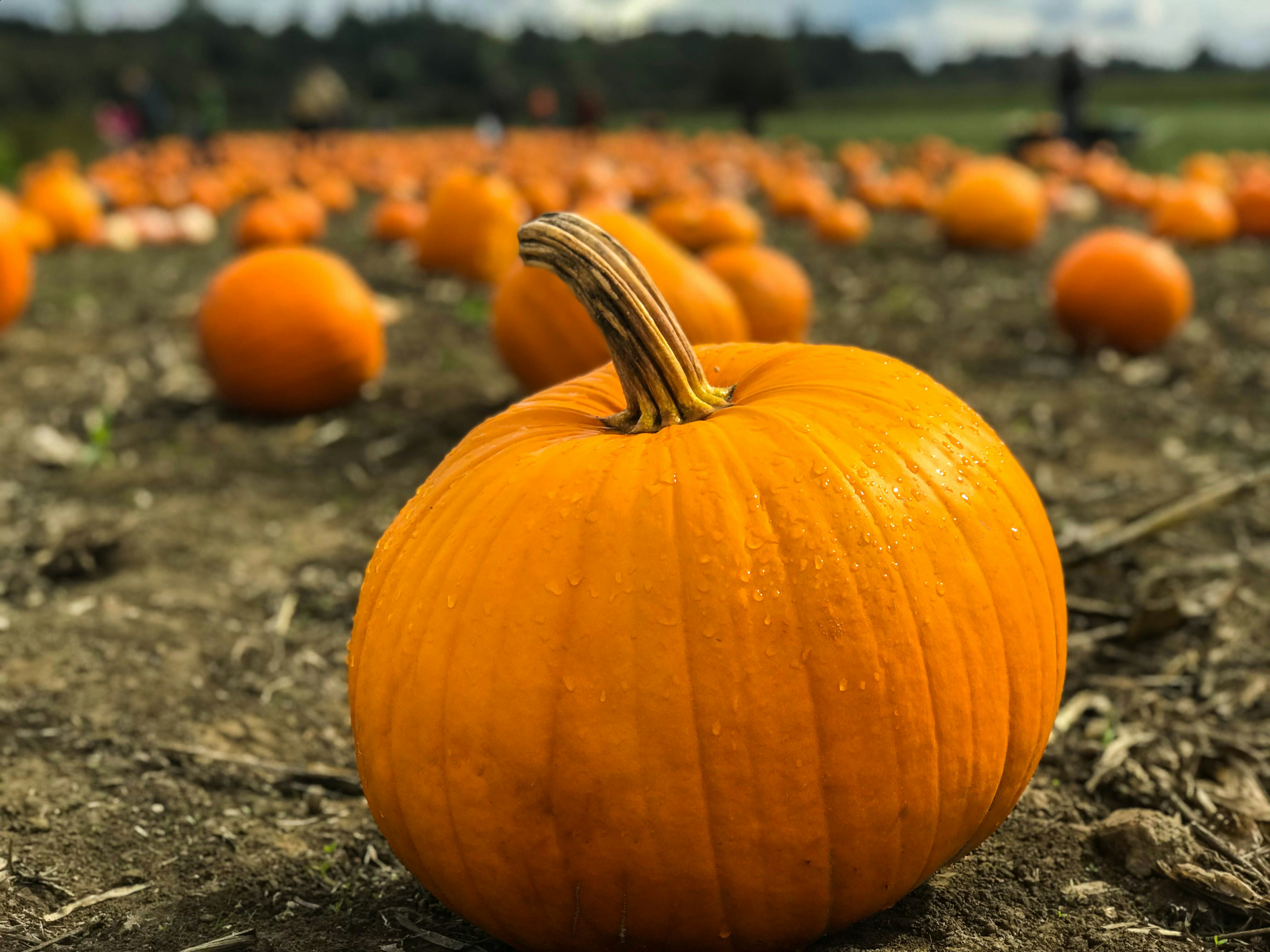 Vellutata di zucca